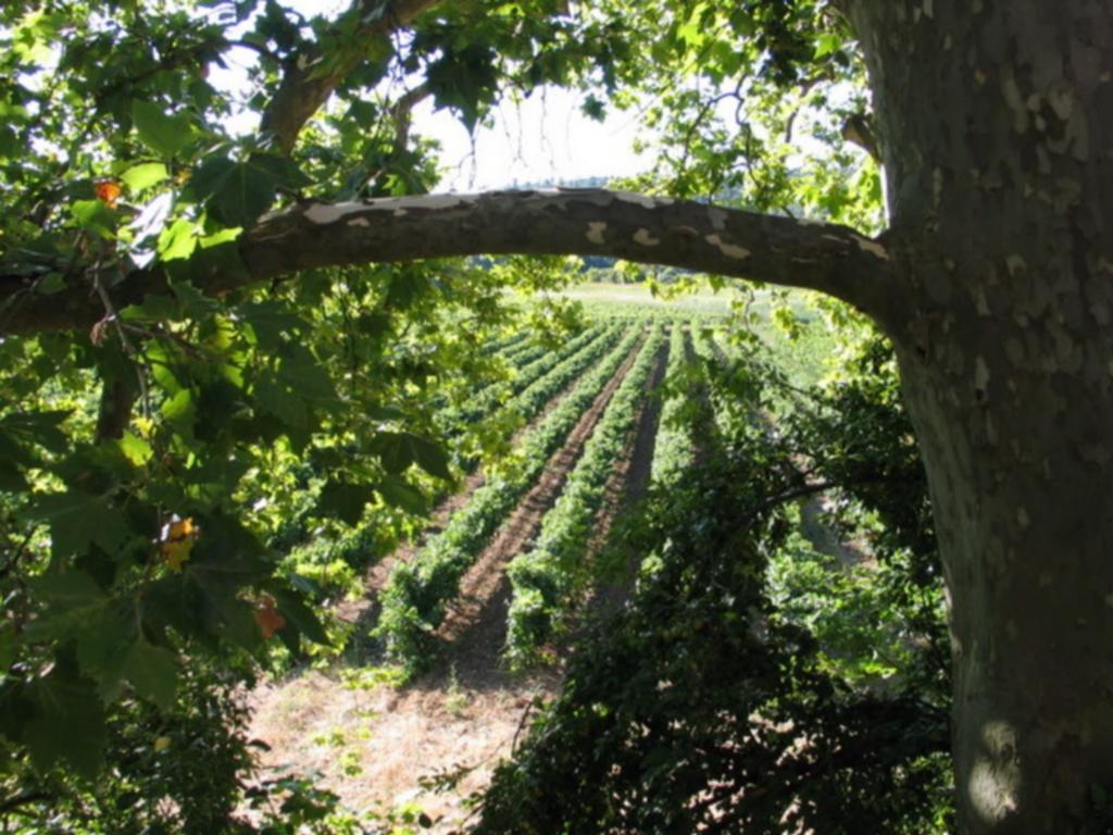 Domaine Saint Dominique Hotel Seillons-Source-d'Argens Екстериор снимка